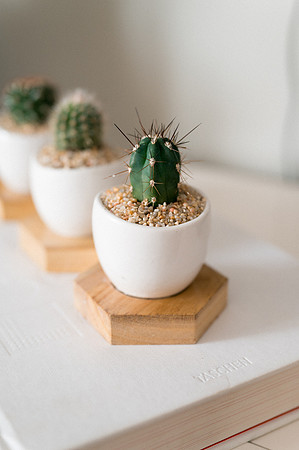 plants.com-2021-6167