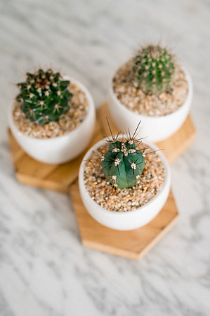 plants.com-2021-6168