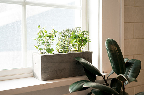 plants.com-2021-6170