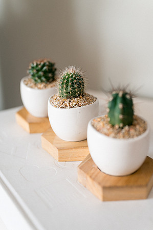 plants.com-2021-6166