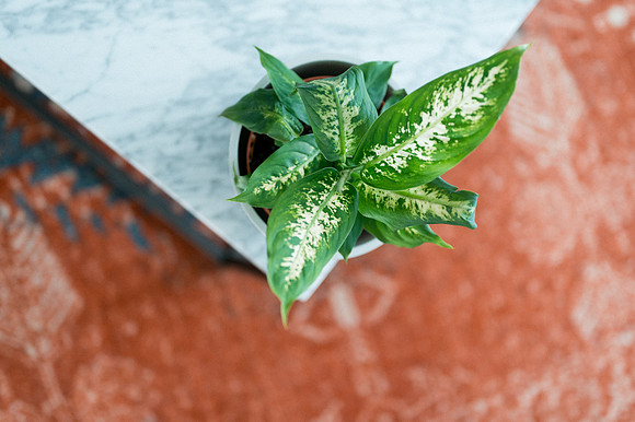 plants.com-2021-6160