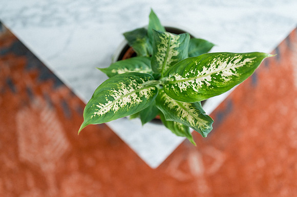 plants.com-2021-6159