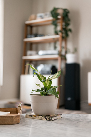 plants.com-2021-6157