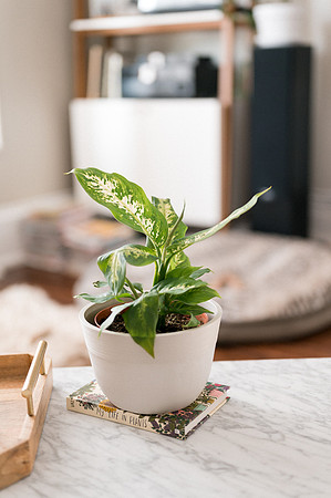 plants.com-2021-6158