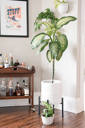 plants.com-2021-6155
