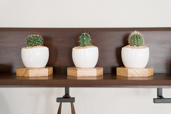 plants.com-2021-6154