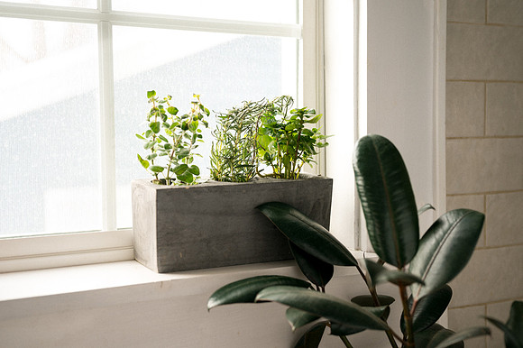 plants.com-2021-6139