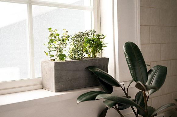 plants.com-2021-6140
