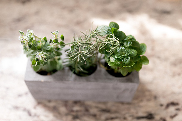 plants.com-2021-6137