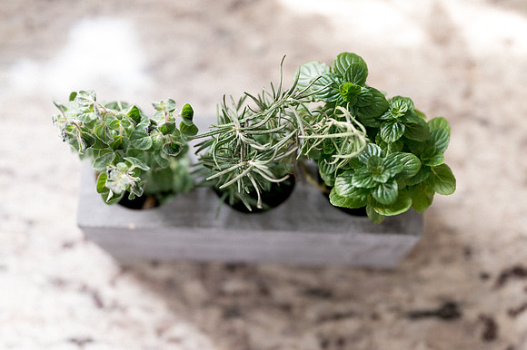 plants.com-2021-6136
