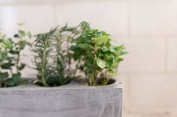 plants.com-2021-6130