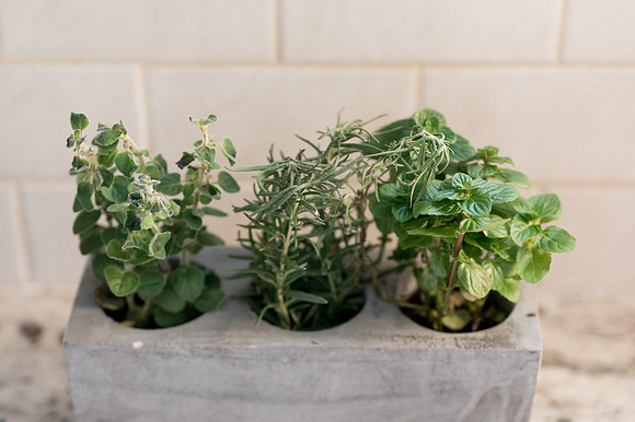 plants.com-2021-6128
