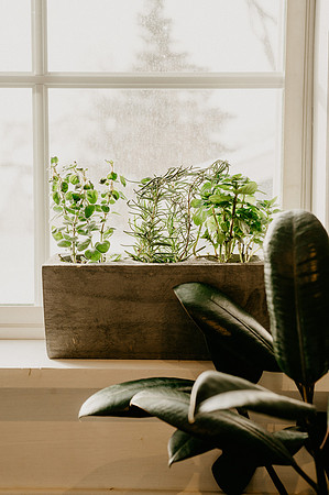 plants.com-2021-6171-2