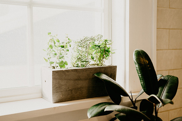 plants.com-2021-6170-2