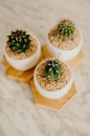 plants.com-2021-6168-2