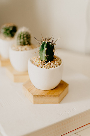 plants.com-2021-6167-2