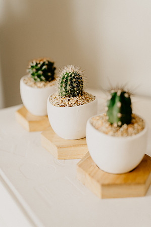 plants.com-2021-6166-2