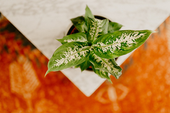 plants.com-2021-6159-2