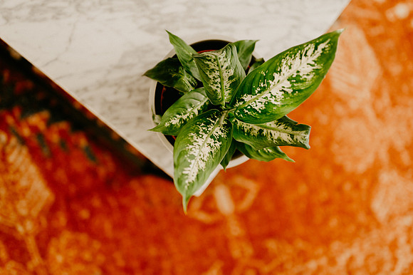 plants.com-2021-6160-2
