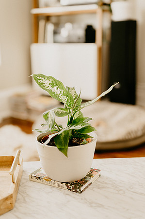 plants.com-2021-6158-2