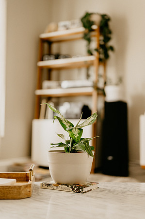 plants.com-2021-6157-2