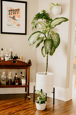 plants.com-2021-6155-2