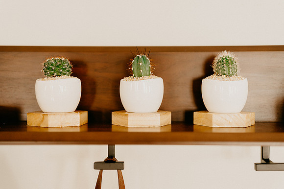 plants.com-2021-6154-2