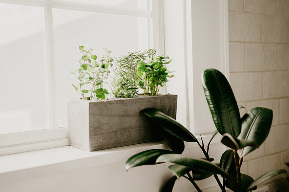 plants.com-2021-6140-2