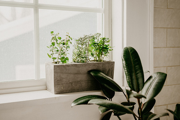 plants.com-2021-6139-2