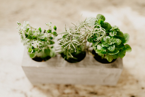 plants.com-2021-6137-2