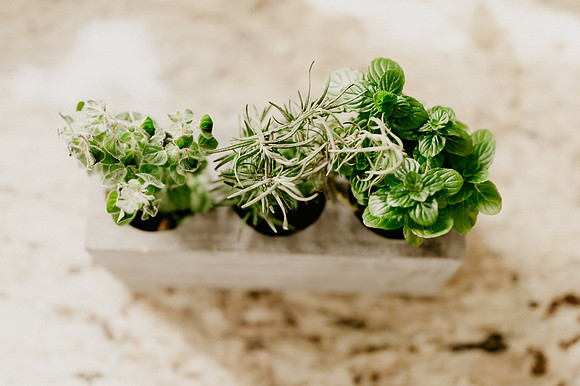 plants.com-2021-6136-2