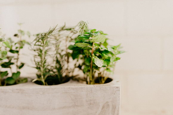 plants.com-2021-6130-2