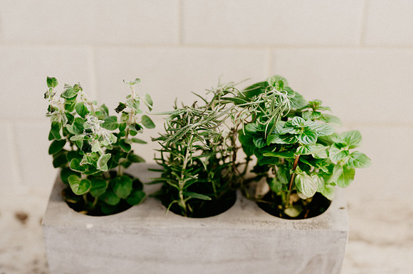 plants.com-2021-6128-2