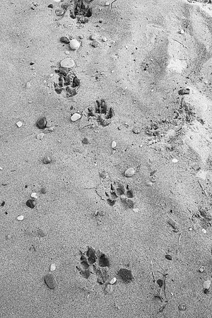 OffLeash2024-0710-2