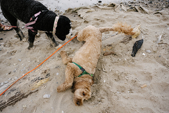 OffLeash2024-0764
