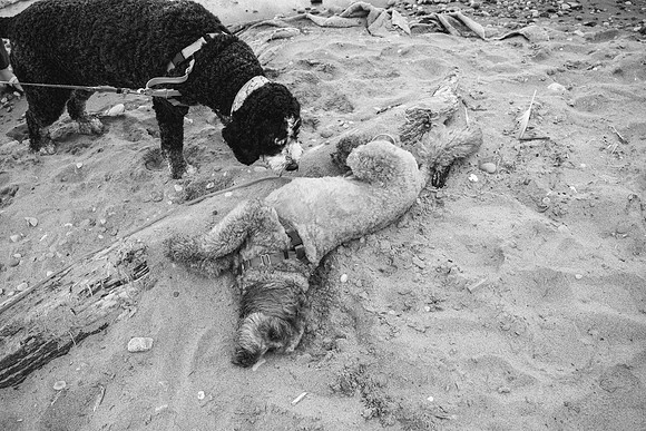 OffLeash2024-0765-2