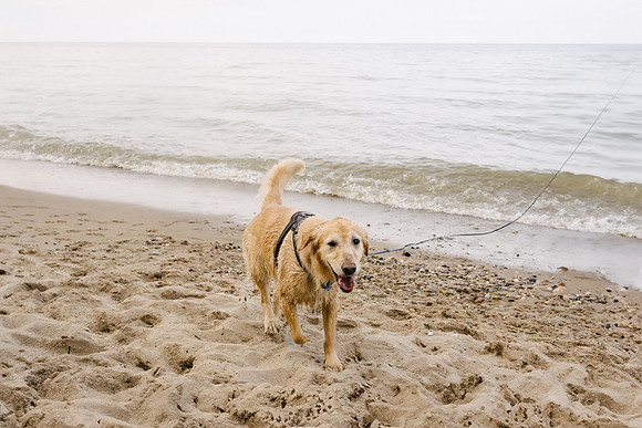 OffLeash2024-0939