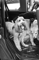 OffLeash2024-0414-2