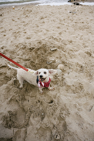 OffLeash2024-0956