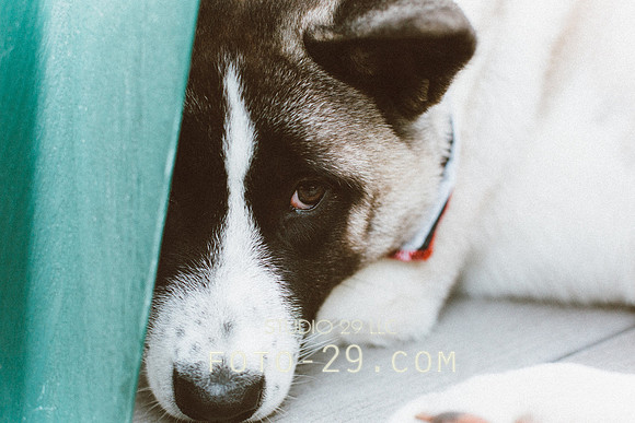 dog-7058