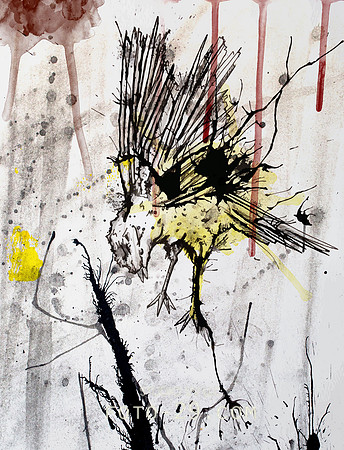 Yellow Red Bird