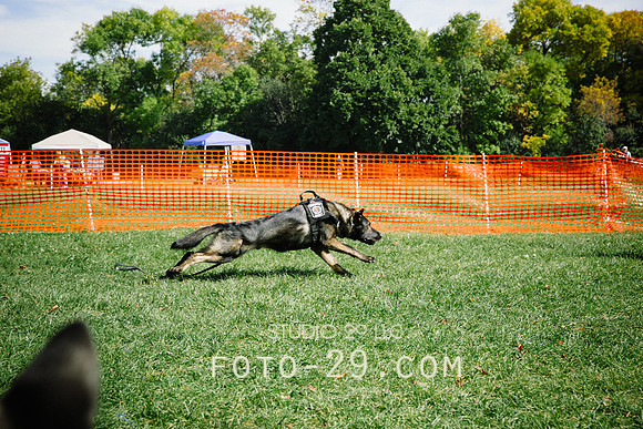 barktoberfest-9480