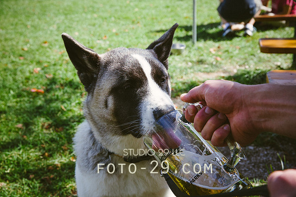 barktoberfest-9490