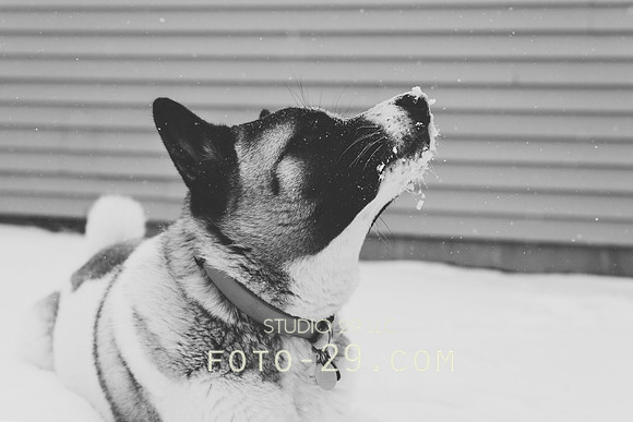 KenzoSnow150104-16bw