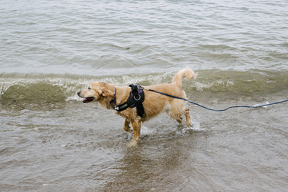 OffLeash2024-0878