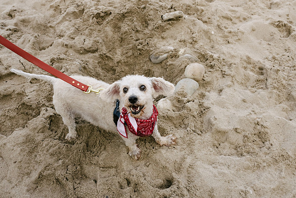 OffLeash2024-0957