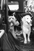 OffLeash2024-0412-2