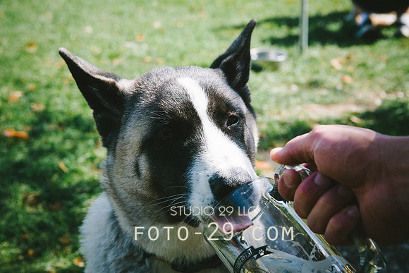 barktoberfest-9493