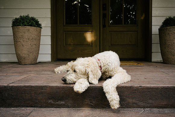 Willow-5943
