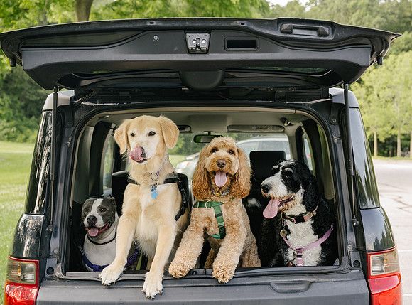 OffLeash2024-0446